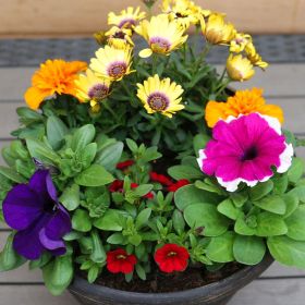 Summer Cheerful Planter 25cm - Squire's Exclusive